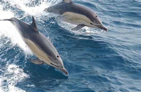 Are Dolphins' free.